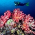 coral_soft_ni_h_0705_png1609.jpg